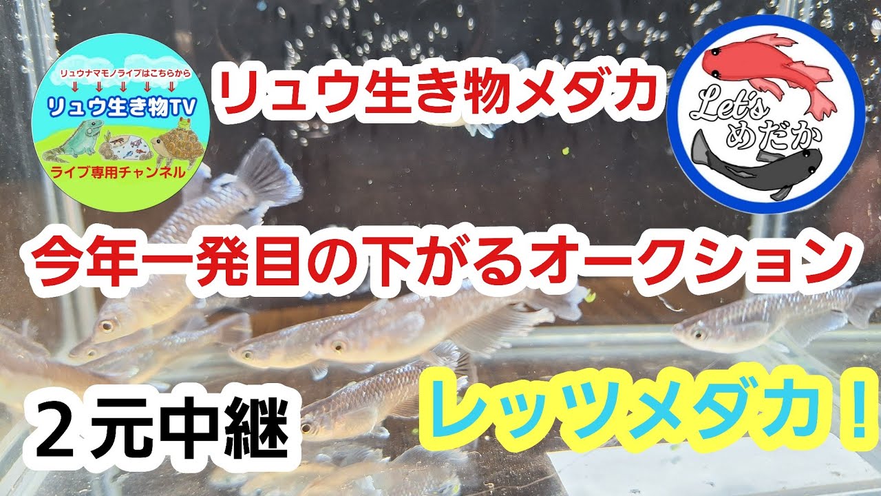 リュウ生き物・メダカtv　ライブ配信専用 がライブ配信中！
