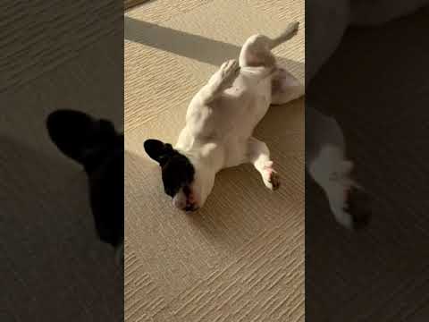 安藤優子の愛犬リンゴのダンス