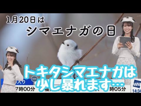 【戸北美月】シマエナガの日にトキタシマエナガ誕生…！【ウェザーニュース切り抜き】