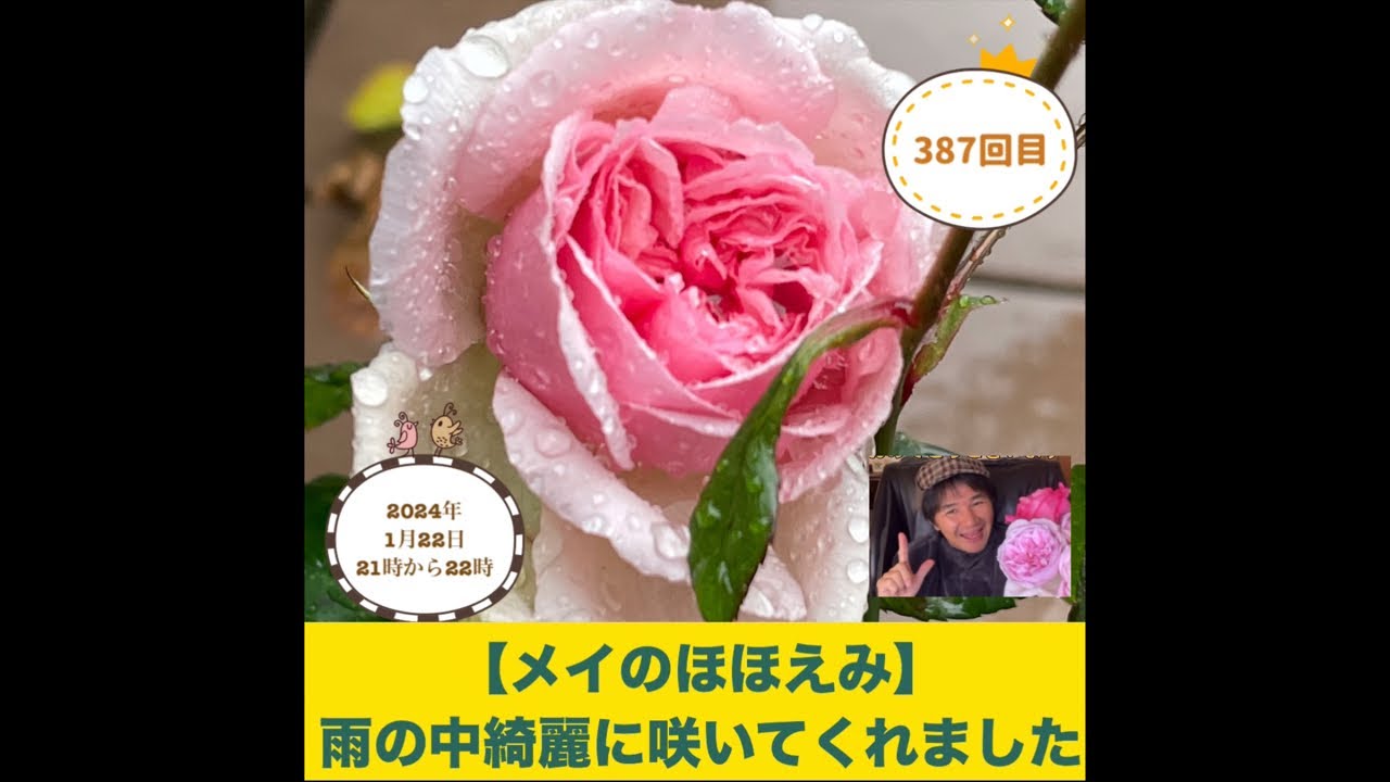 【メイのほほえみ】雨の中綺麗に咲いてくれました　2024年1月22日
