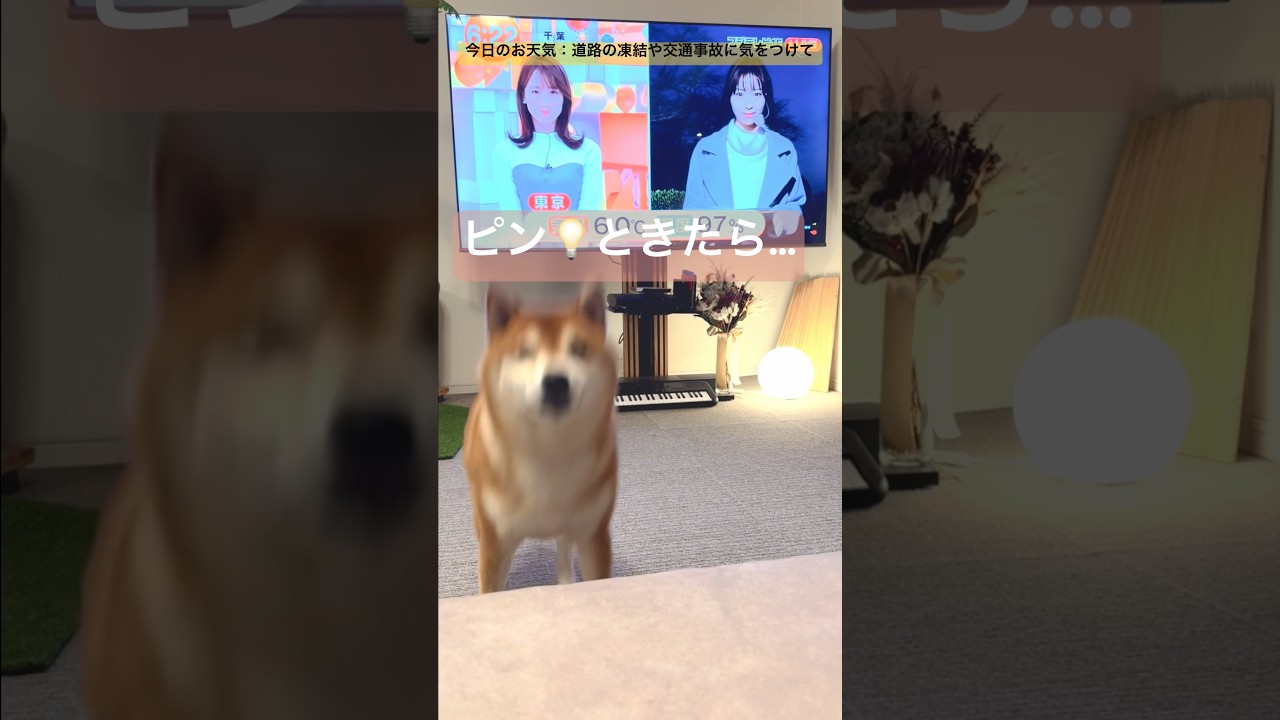 イントロクイズとお天気予報を猛犬まるちゃんが一度にお届けするワン🐕 #柴犬 #shibainu #めざましテレビ #shiba #井上清華 #林佑香 #theyellowmonkey
