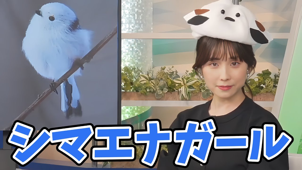 【松雪彩花】スタッフさんが作ってくれたシマエナガ帽子を被るあやち【ウェザーニュース切り抜き】