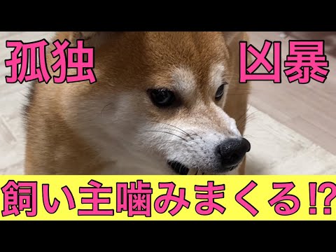 【柴犬飼い主54歳】凶暴すぎる柴犬に飼い主は・・・