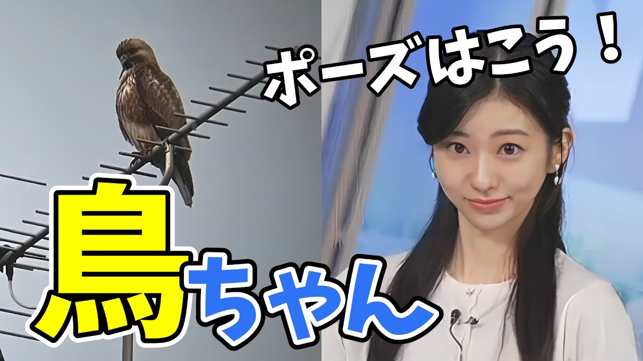 【大島璃音】全国的にお天気が悪いので大好きな鳥ちゃんリポートで癒されるのんちゃん！【ウェザーニュース切り抜き】