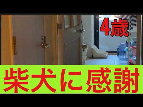 【柴犬飼い主54歳】飼い主が柴犬にマジで感謝する！