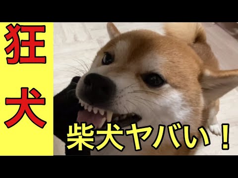 【柴犬飼い主54歳】可愛かった柴犬が4年で狂犬に変貌！