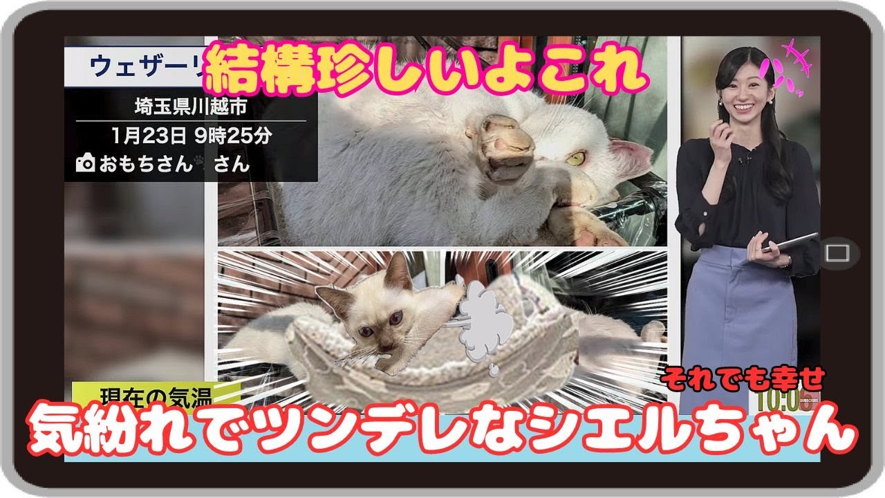 【大島璃音・シエル】『結構珍しいよこれ』「気紛れでツンデレなシエルちゃんに翻弄されながらも添い寝してくれたことが嬉しいのんちゃん」【ウェザーニュース】20240123