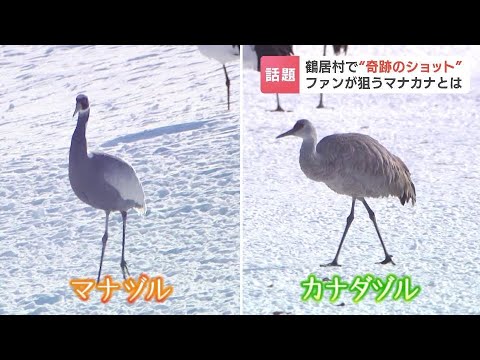 タンチョウの中に奇跡の２ショット…ファンの間で人気の「マナカナ」 グレーの“マナヅル”と日本で見られるのは珍しい“カナダヅル”