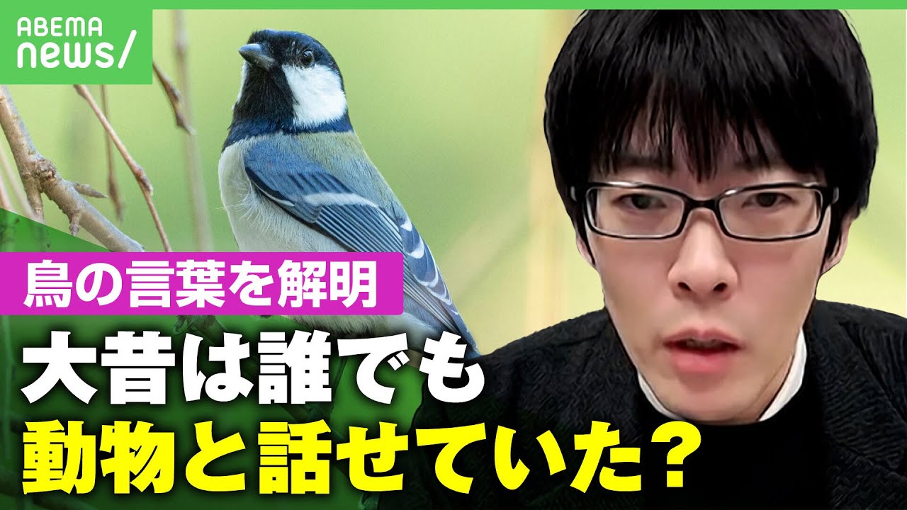 【鳥も文法で会話】「20個以上の単語を使い…」シジュウカラの言葉を解明！動物言語学者に迫る｜アベヒル