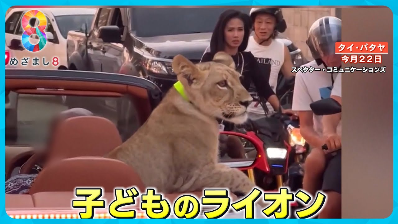 【リゾート騒然】高級オープンカーから身を乗り出すライオン 無許可飼育で飼い主逮捕 【めざまし8ニュース】