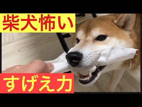 【柴犬飼い主54歳】柴犬にマジで力負けする飼い主！