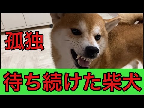 【柴犬飼い主54歳】バカな飼い主でも待ち続けた#shibainu