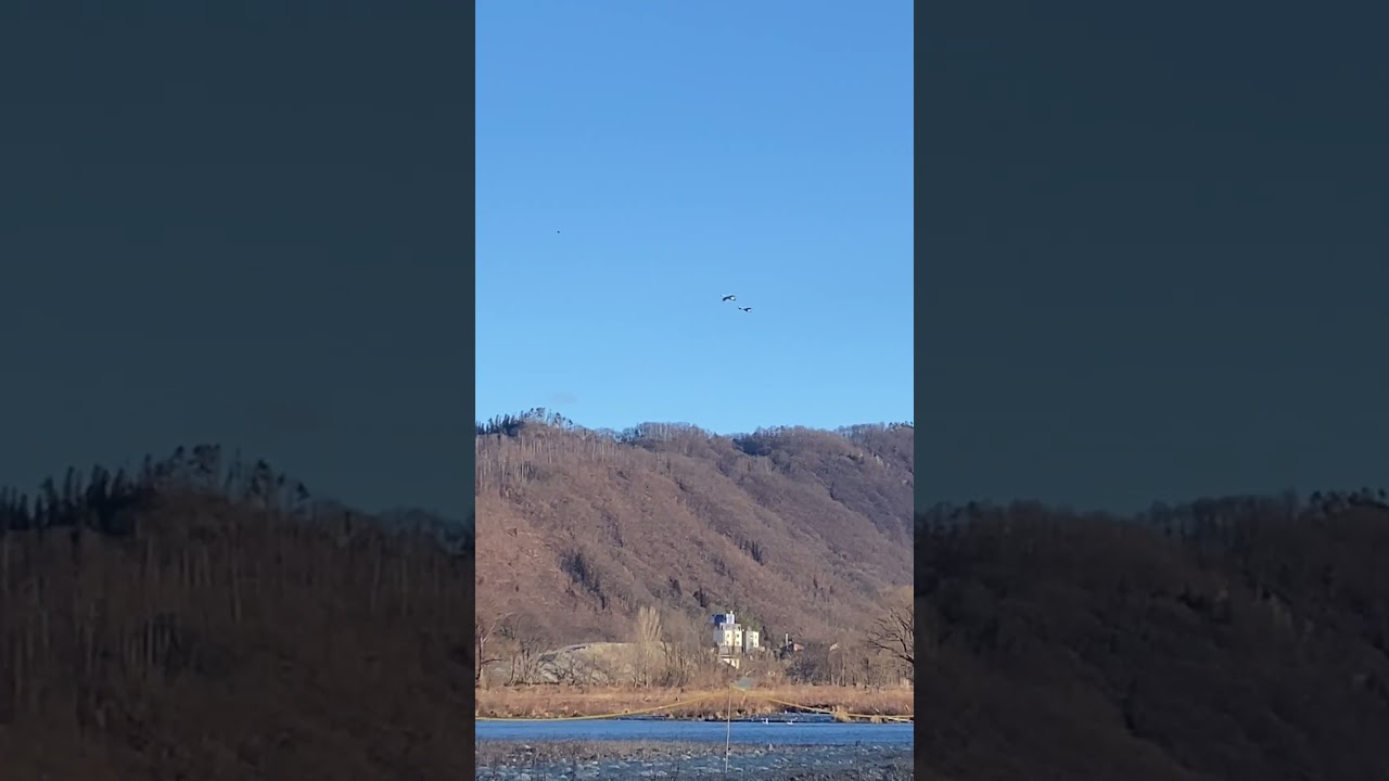 空を飛ぶ翼を広げると2メートルぐらいの白鳥と小さなカモflying swans and ducks【長野県安曇野】
