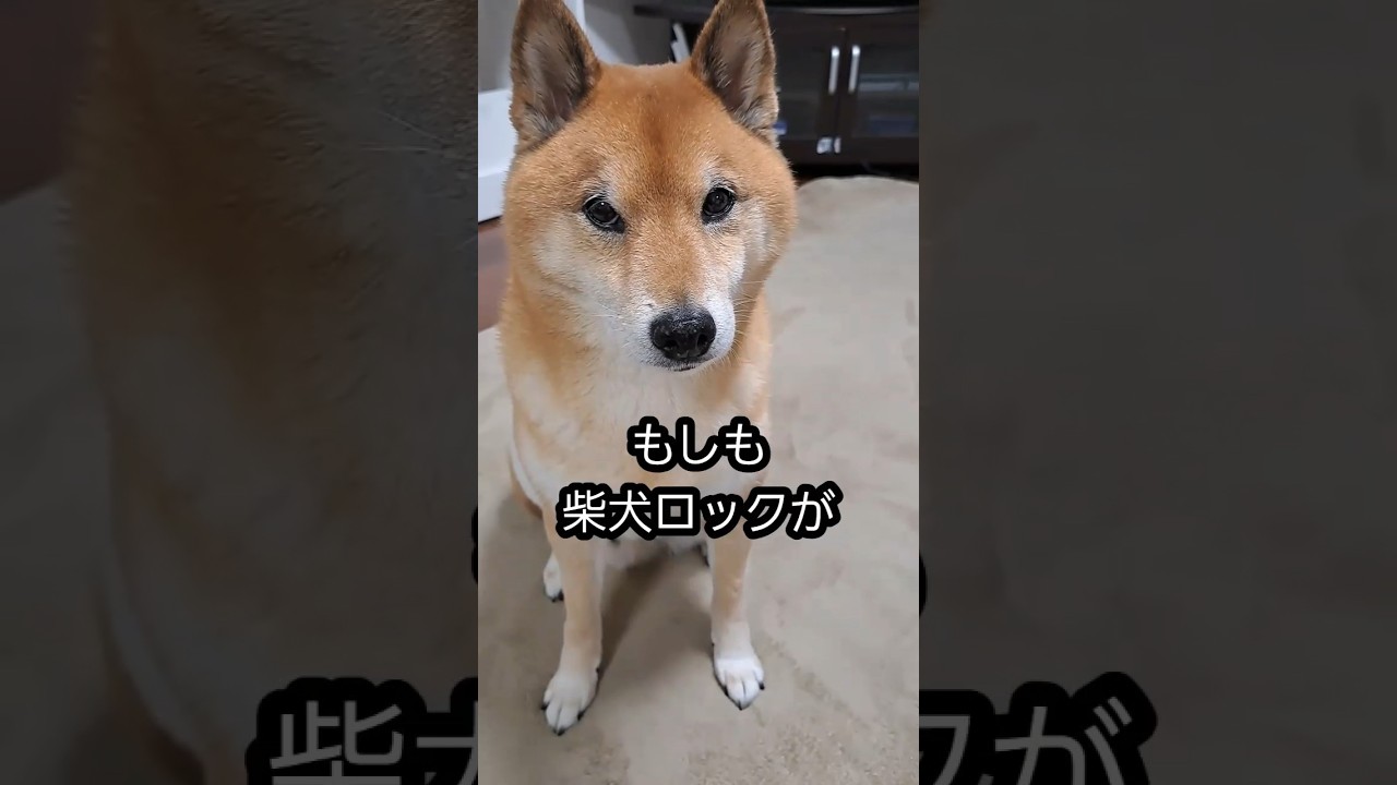 攻防戦をしなかったら、こうなりましたw   #柴犬 #shibainu #おもしろ #拒否柴