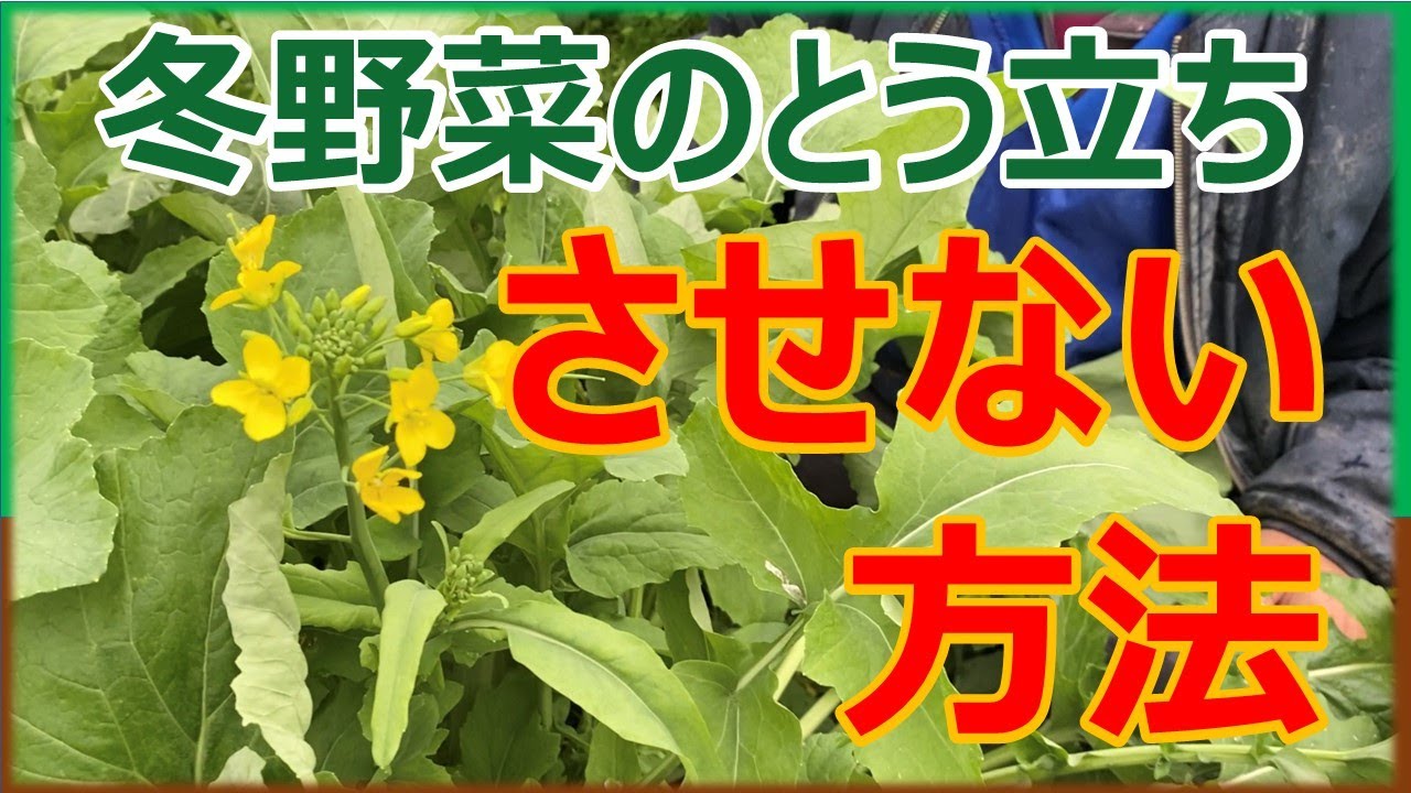 冬野菜のとう立ちする理由と対策　#家庭菜園 #葉物野菜