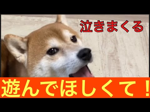 【柴犬飼い主54歳】飼い主と遊びたくて泣きまくる柴犬！