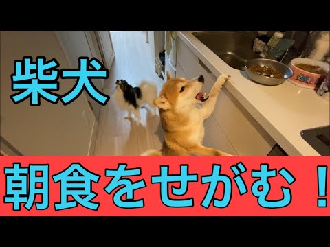 【柴犬飼い主54歳】ご飯の時だけ飼い主に寄り添う柴犬！