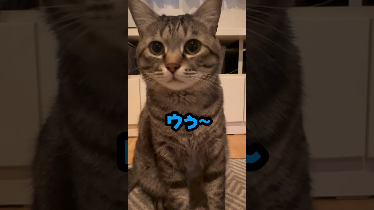 保護猫ピノと会話！弟猫を探してるの？ #猫 #保護猫
