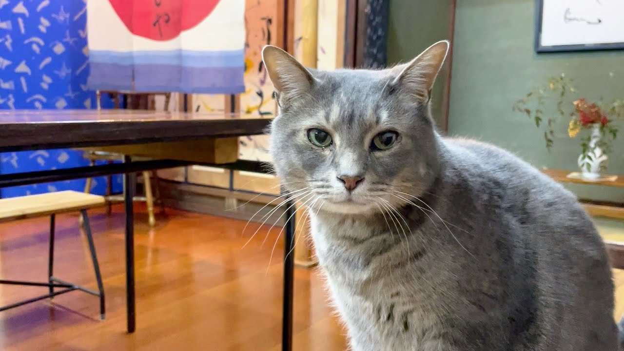 【多賀　あさひや】さんの暖簾が仕上がり..   桂子さんの仕事はやっぱりいいね..   お疲れさまでした..   と、労う猫・・・