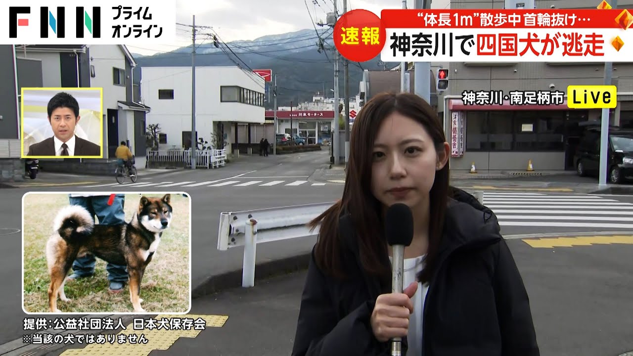 神奈川・南足柄市で四国犬が逃走　体長1メートルで黒い体毛　散歩中に首輪抜ける　市の管理課職員が捜索続ける