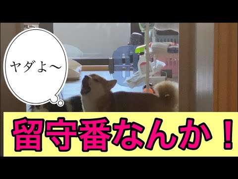 【柴犬飼い主54歳】飼い主が出かける時に淋しそうに鳴く柴犬！