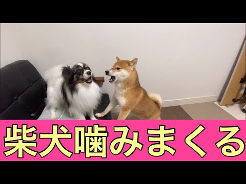 【柴犬飼い主54歳】おとなしかった柴犬がなんでここまで噛むのか！