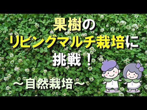 果樹(ブルーベリーなど)のリビングマルチ栽培(クローバー)に挑戦！～自然栽培～