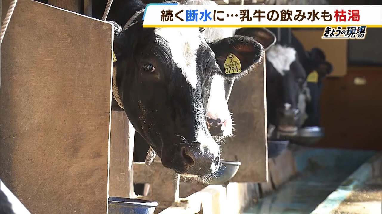 断水続く牧場「牛がずっと水をくれと鳴く」牛乳の質も悪くなり廃棄に…1日50トン必要（2024年1月11日）