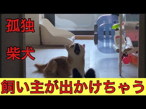 【柴犬飼い主54歳】出かける前に鳴きまくる柴犬！