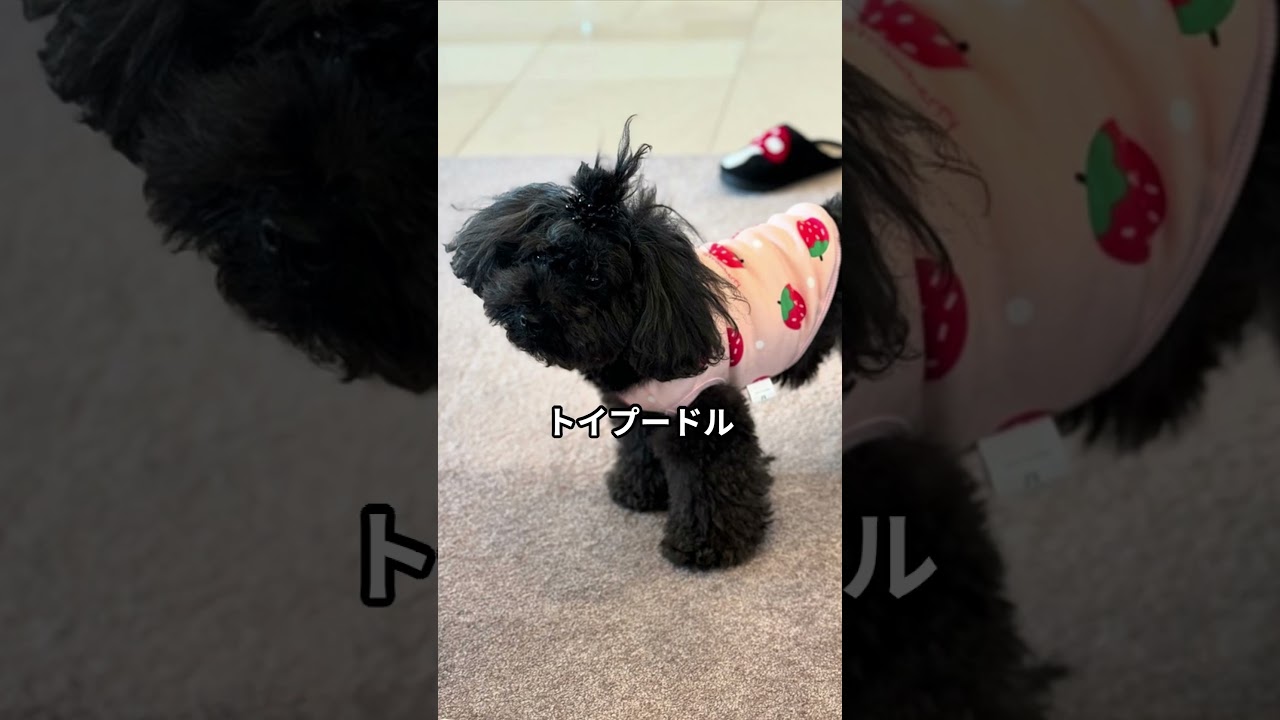 芸能人のワンちゃんpart1　 #雑学 #犬#shorts
