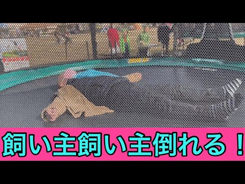 【柴犬飼い主54歳】飼い主運動不足で倒れる！