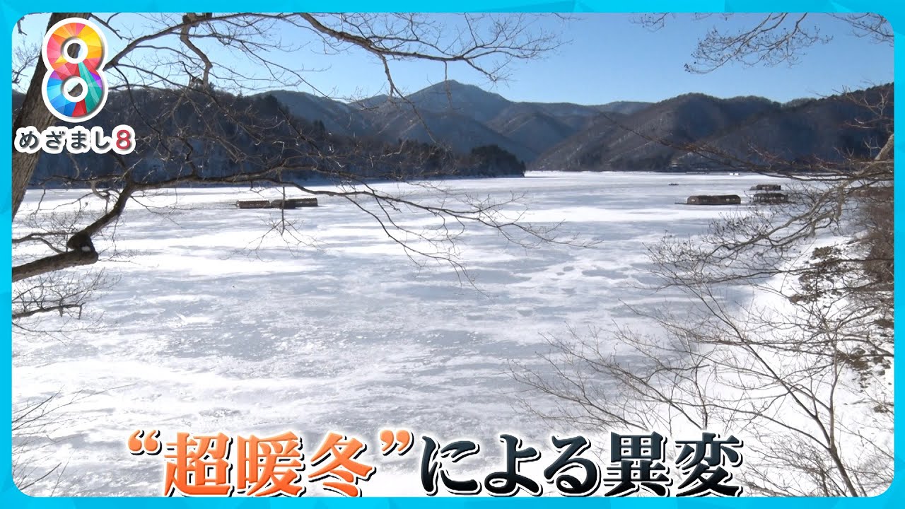 【異常】超暖冬で日本の冬景色が一変！？ 雪は降らず水は凍らず…風物詩の中止相次ぐ【めざまし８ニュース】