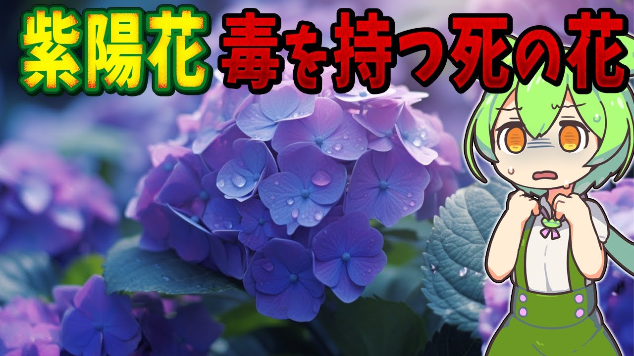毒を持つ死の花「紫陽花」の恐怖【ずんだもん解説】