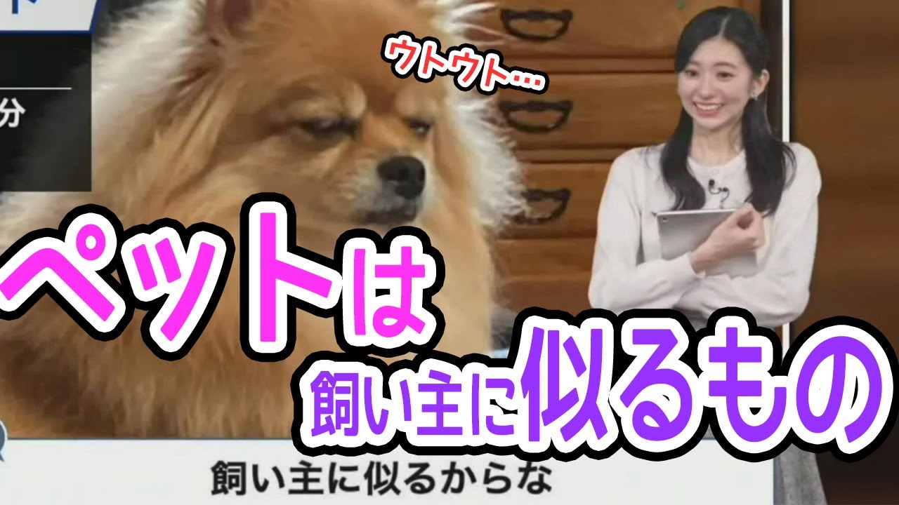 大島璃音　 リポートを見てペットは飼い主に似ることを再確認するお天気お姉さん(ウェザーニュース切り抜き)2024年2月11日～coffeetime～ #ウェザーニュース #大島璃音 #のんちゃん