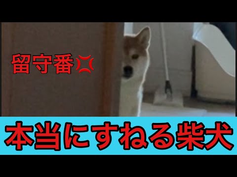 【柴犬飼い主54歳】留守番ばかりでマジですねる柴犬！