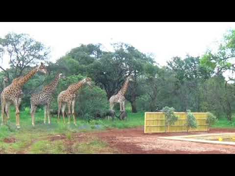 【見逃し配信】どうなるでショー2月16日＜アマゾン/ハワイ/アフリカ/深海/スイカ/露天風呂/エビでタイを釣る/雛形あきこ/庄司/３号/ホテイソン/再放送＞2024年2月16日放送分 FULL