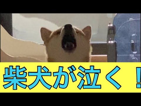 【柴犬飼い主54歳】柴犬に留守番を頼むとガチで泣かれる！