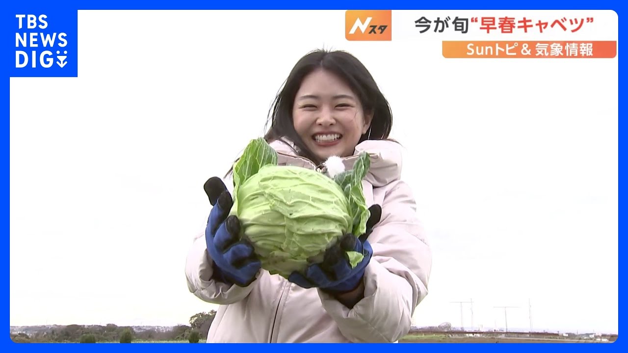 「甘い！」冬キャベツでも、春キャベツでもない「早春キャベツ」　暖冬で出荷が2週間以上早まる【SUNトピ】｜TBS NEWS DIG