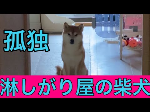 【柴犬飼い主54歳】飼い主が出かけたくなる瞬間！