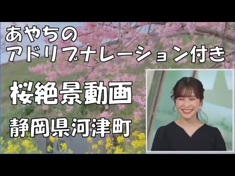 【松雪彩花】🎀っ「アドリブナレーション付き桜絶景動画(ニコ生コメ有り)」