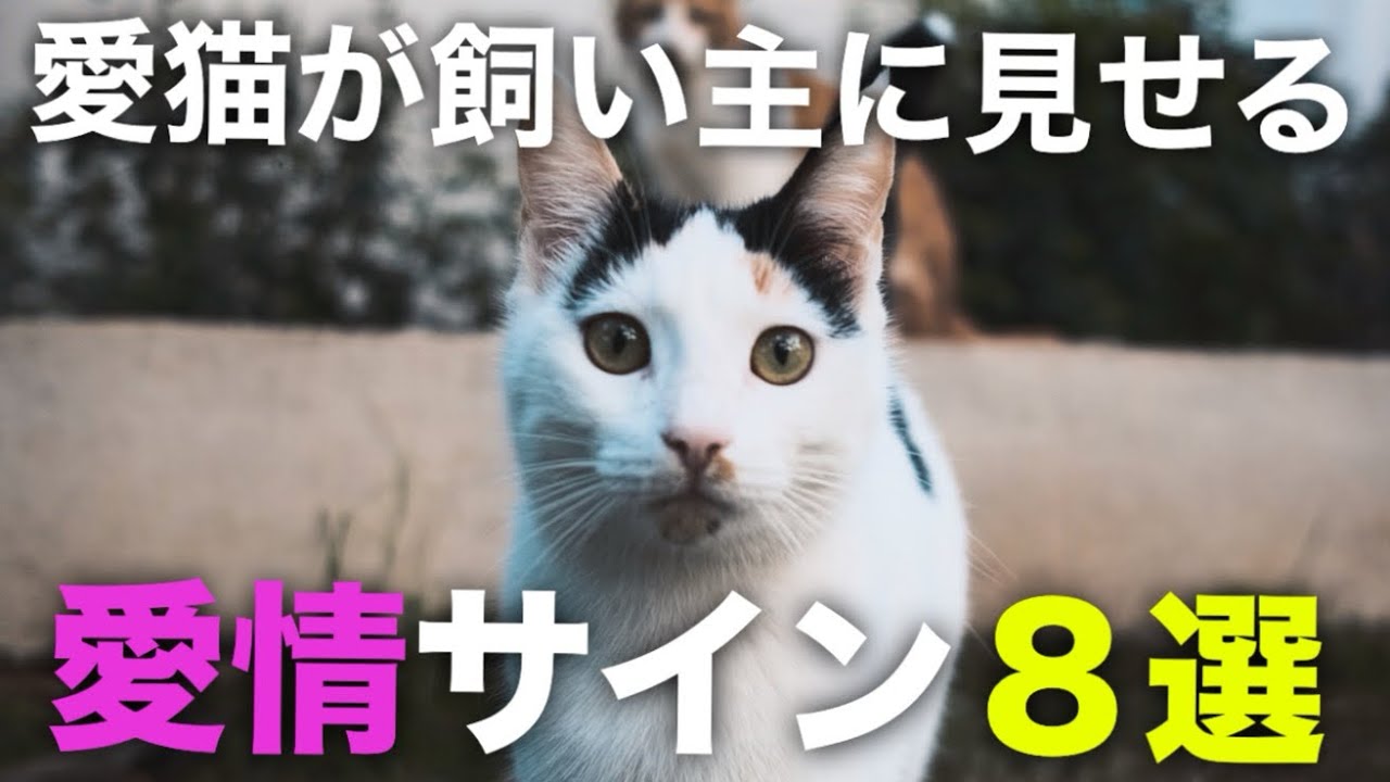 愛猫が飼い主に見せる愛情サイン８選！