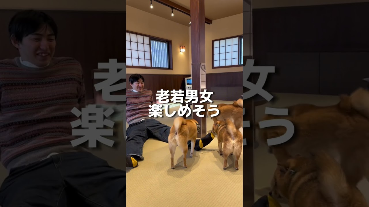 癒されすぎ注意な豆柴カフェがやばい #大分