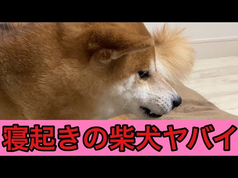 【柴犬飼い主54歳】寝起きの柴犬にかまってほしくて手をだしたら！