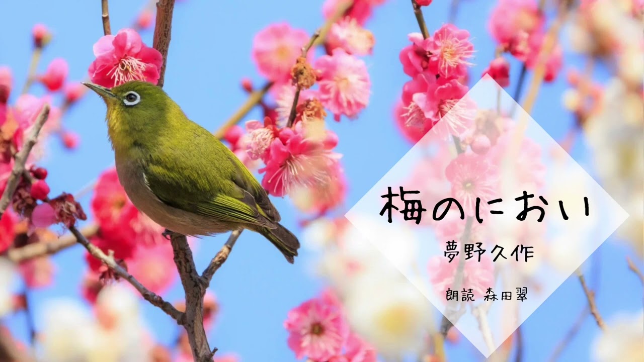 【朗読】梅のにおい