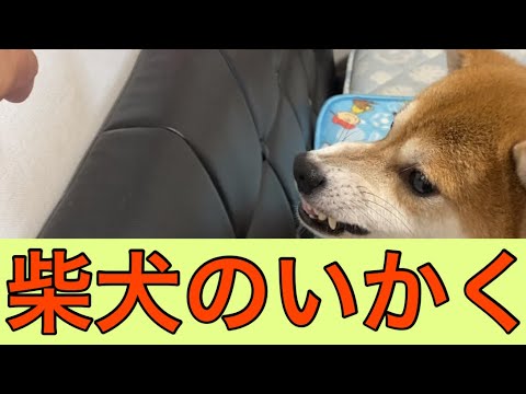 【柴犬飼い主54歳】甘くみていたらガチでヤバイ柴犬だった！