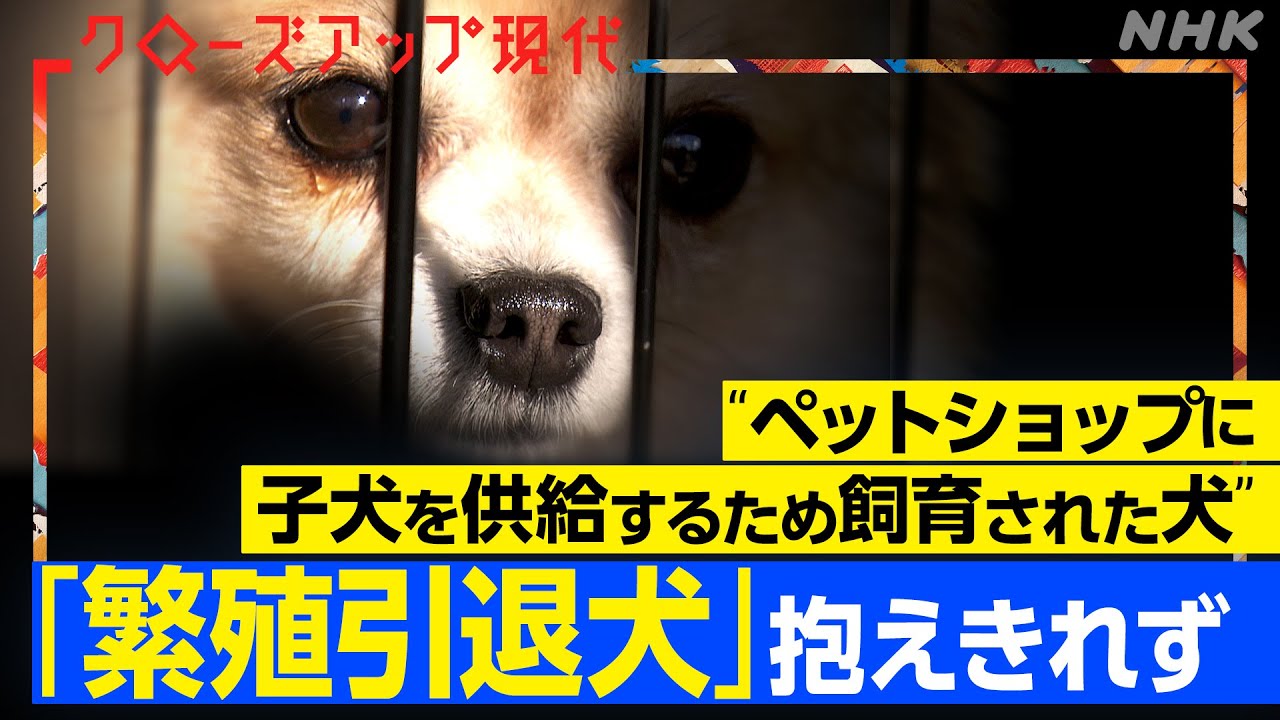 【ペット業界】「繁殖引退犬」を抱えきれないブリーダーが急増 山林に捨てられたケースも？【クロ現】| NHK