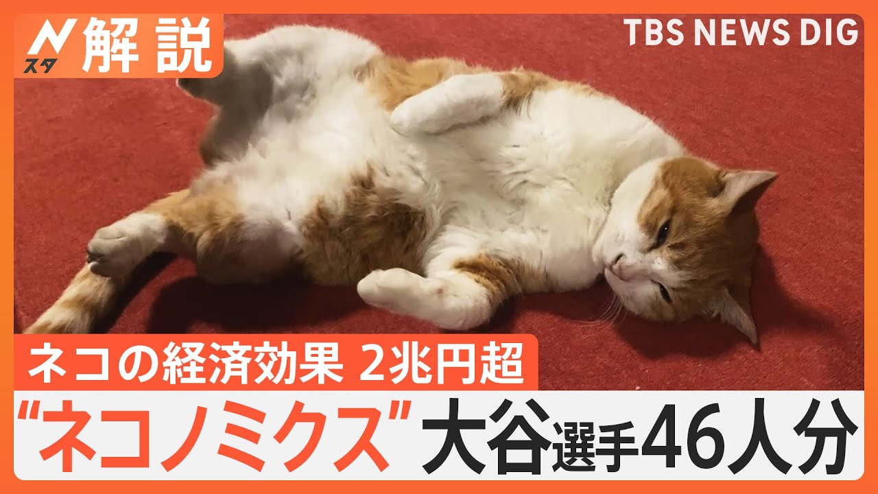 「ネコノミクス」経済効果は2兆円超、つぶれかけた店を…保護ネコの“恩返し”【Nスタ解説】｜TBS NEWS DIG