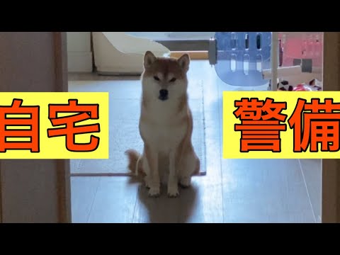 【柴犬飼い主54歳】自宅警備と言うだけで鳴き続ける柴犬！