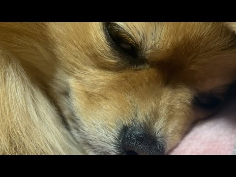 初めての縦配信！むぎはすぐ寝るかもです😁こんばんは！