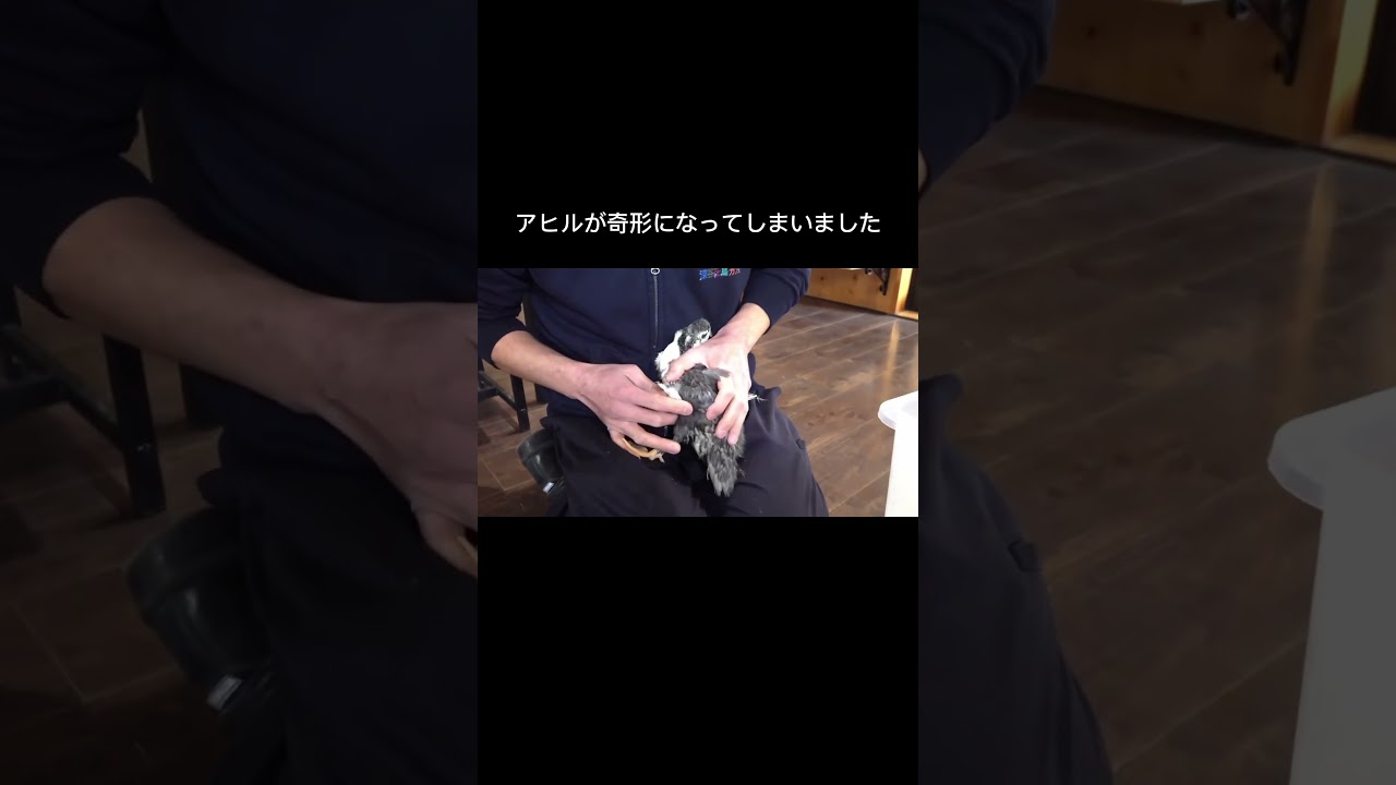 アヒルが奇形になってしまいました #shorts